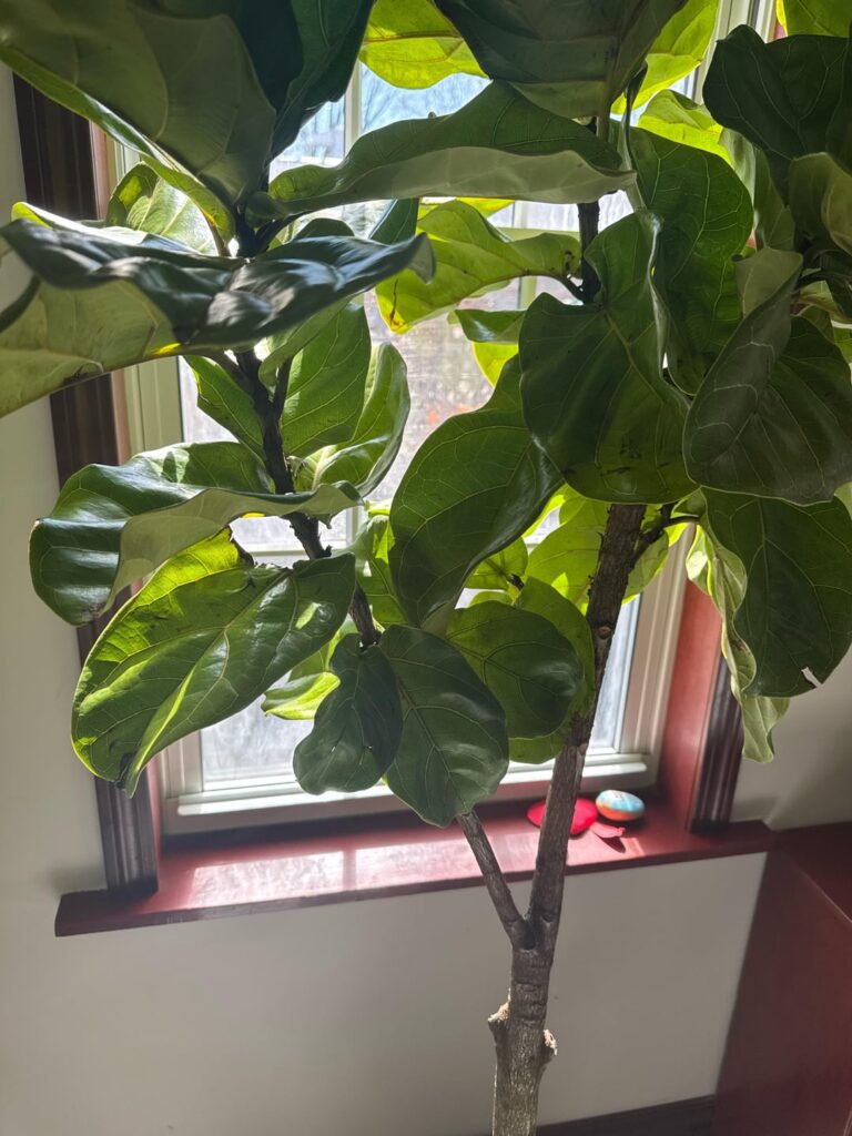 Brown spots - new tree