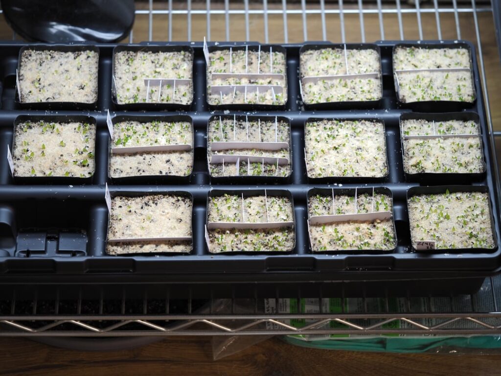 Spring Sowing: ~1,000 Seeds