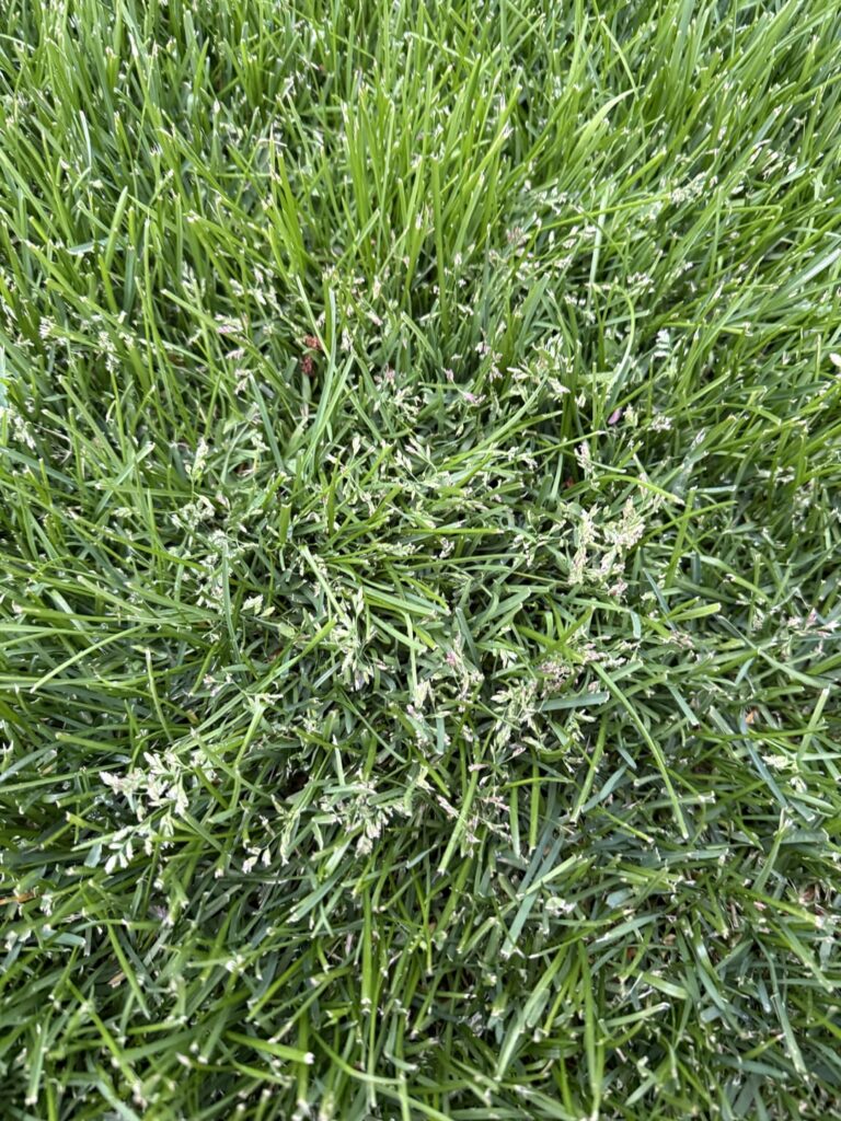 Weed Identification Weed Identification