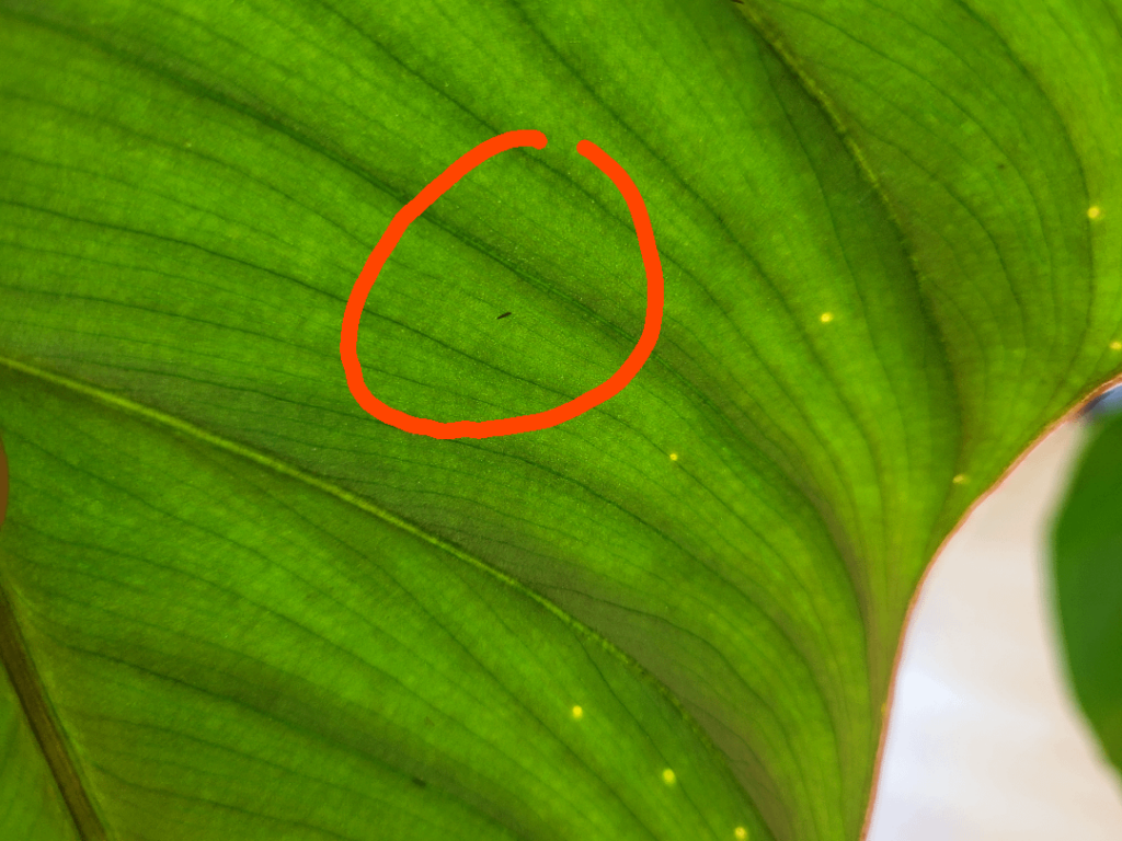 What are these bugs on my philodendron? Should I be worried?