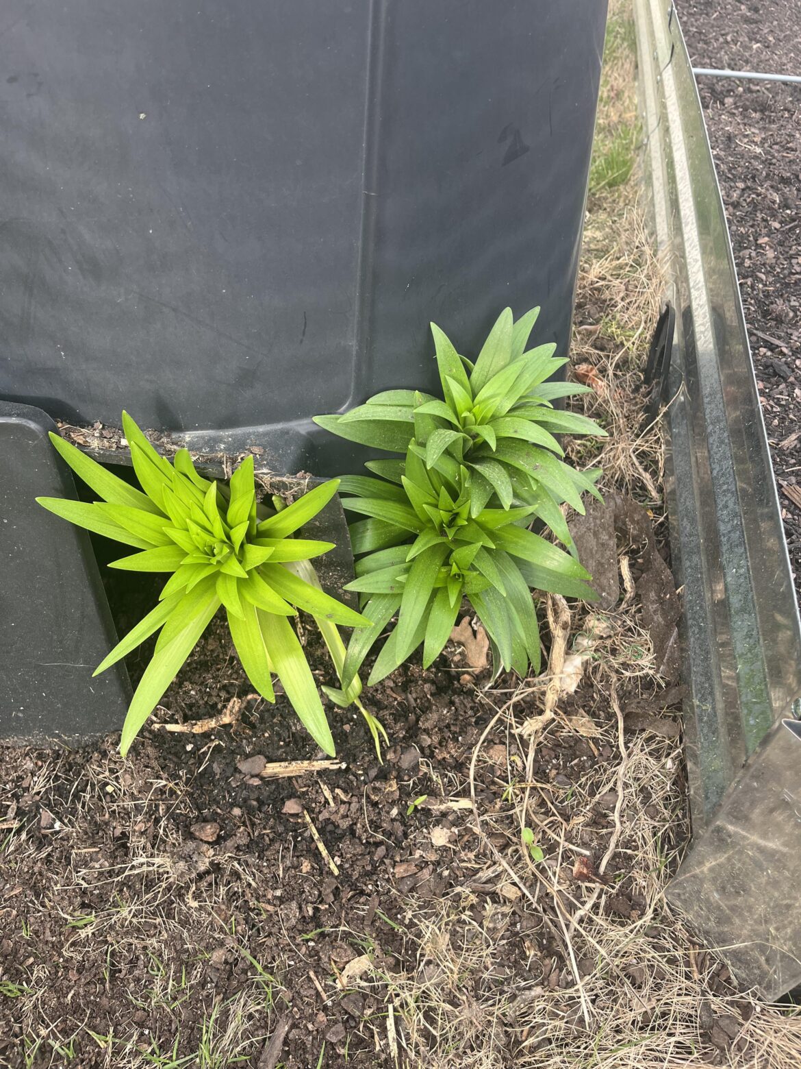 I think my compost is growing lillies?