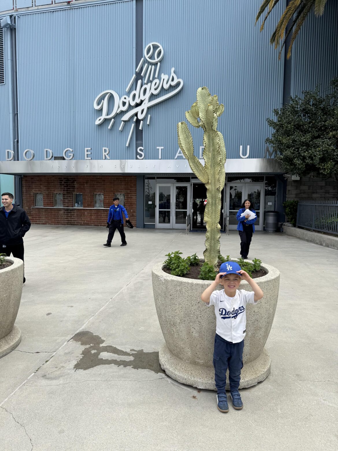 Euphorbia ammak variegata