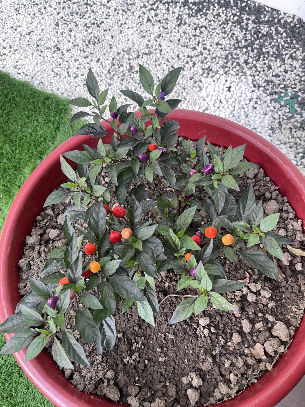 How do I propagate this pepper plant?