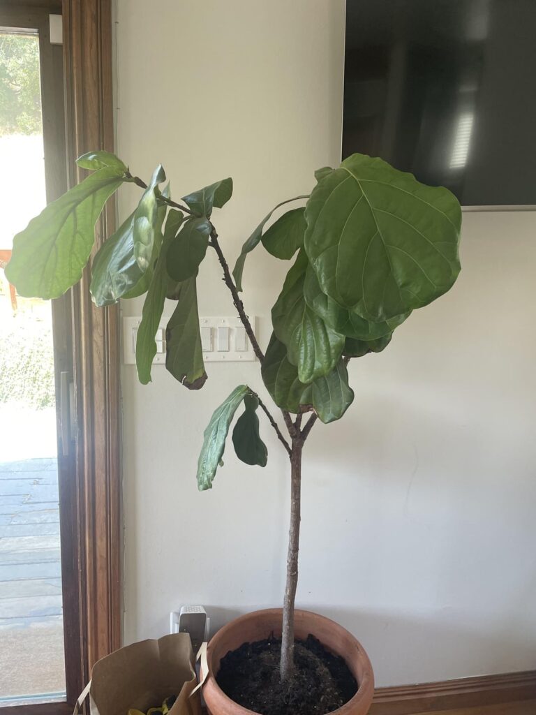 Help!!!! She’s dying!!!