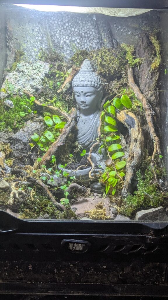 Buddha Ruins, 3 weeks update