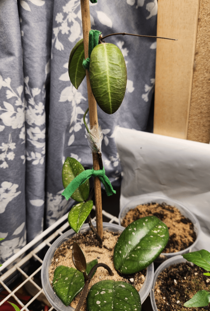 Discidia Lancifolia x Hoya Carnosa graft. It worked! Discidia Lancifolia x Hoya Carnosa graft. It worked!