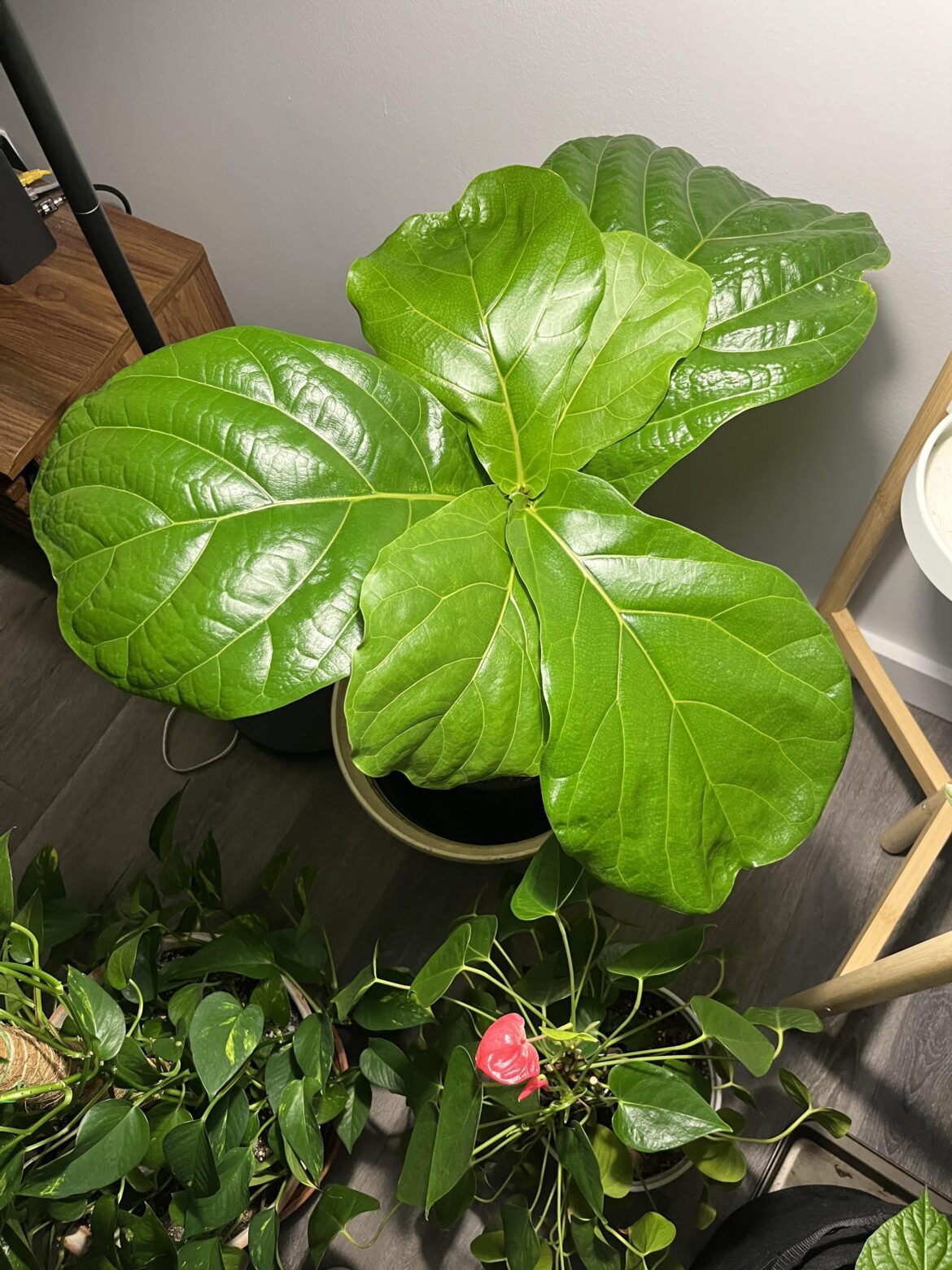 It is doing its thing and sprouting new leaves every few weeks, but do leaves point in all directions like this? It is doing its thing and sprouting new leaves every few weeks, but do leaves point in all directions like this?