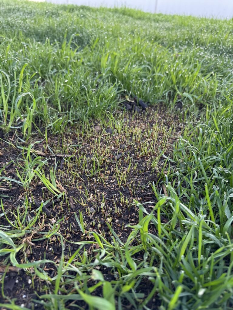 Update: Seeding germination…next steps? Update: Seeding germination…next steps?