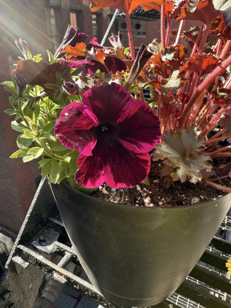 Garden 2025 early days