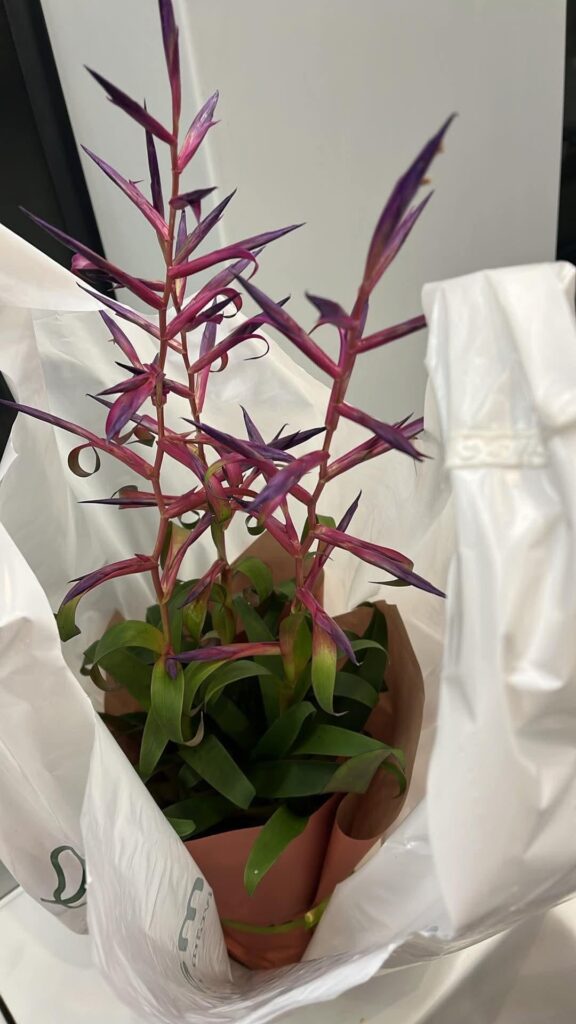 First tillandsia First tillandsia