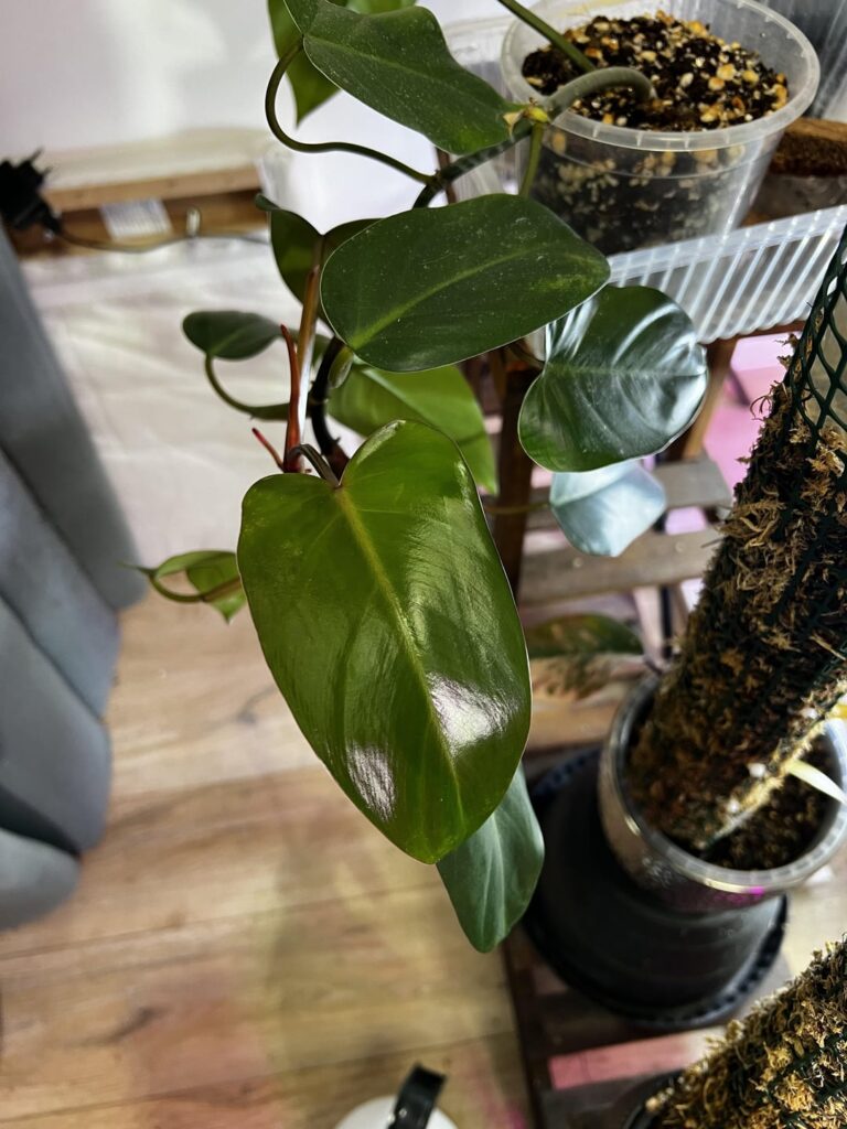 Help identifying a philodendron