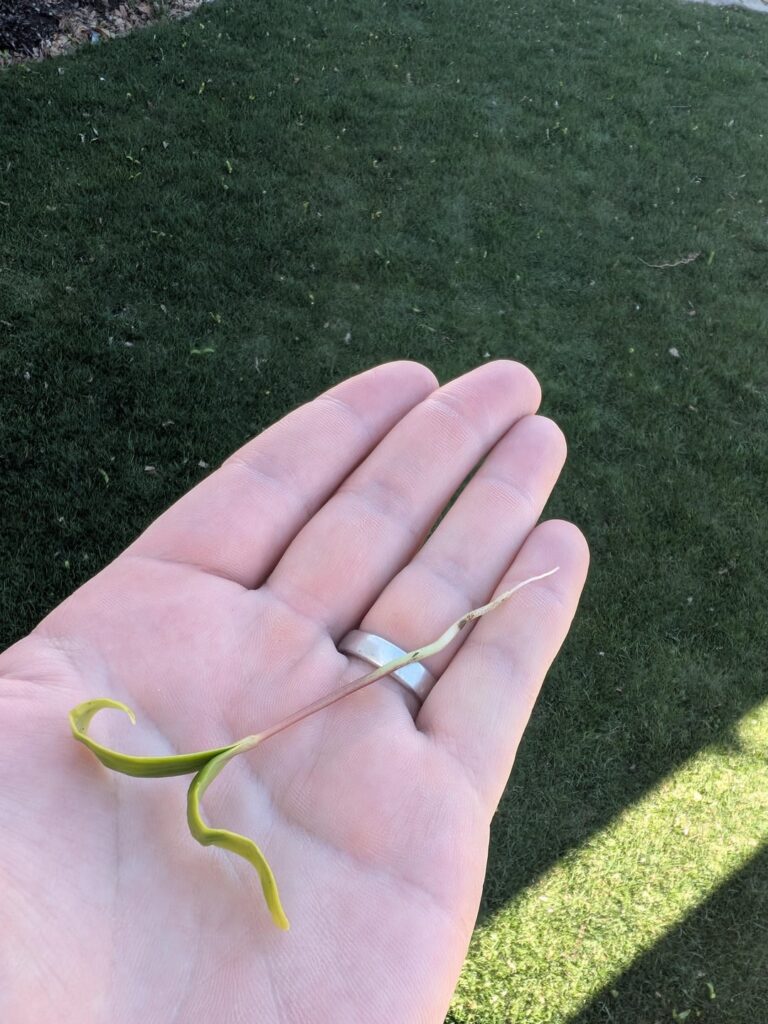 Help ID weed (Eastern Massachusetts)