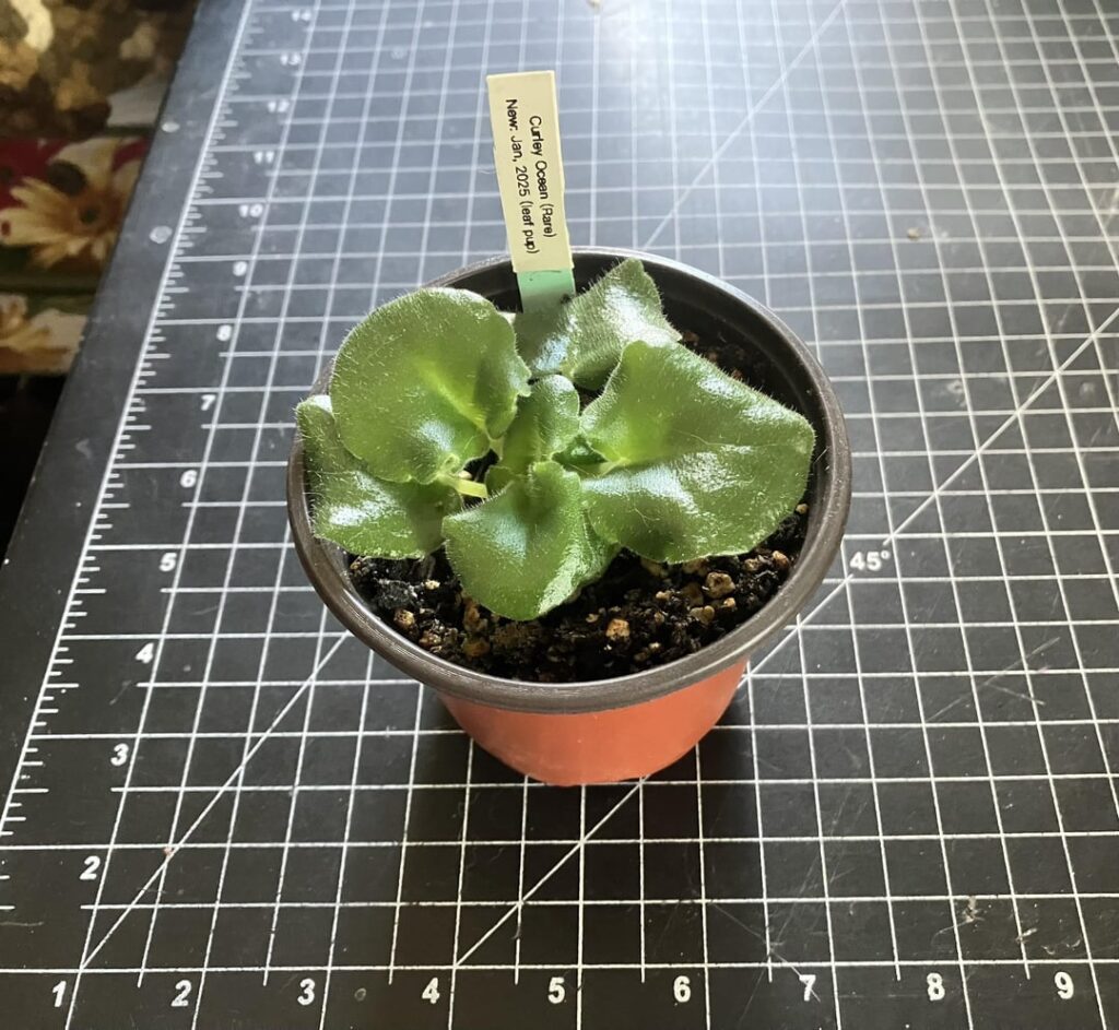 My leaf pup is growing so well! 😁