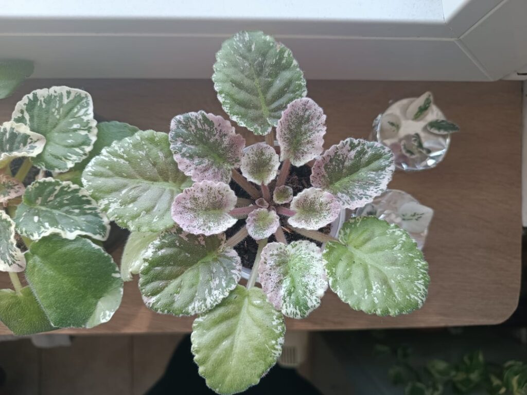 Help me ID