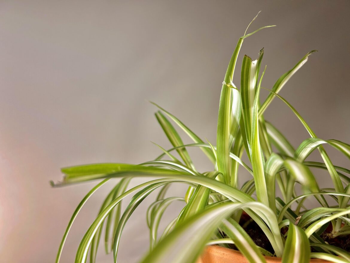 I have the Feline pest. What do?