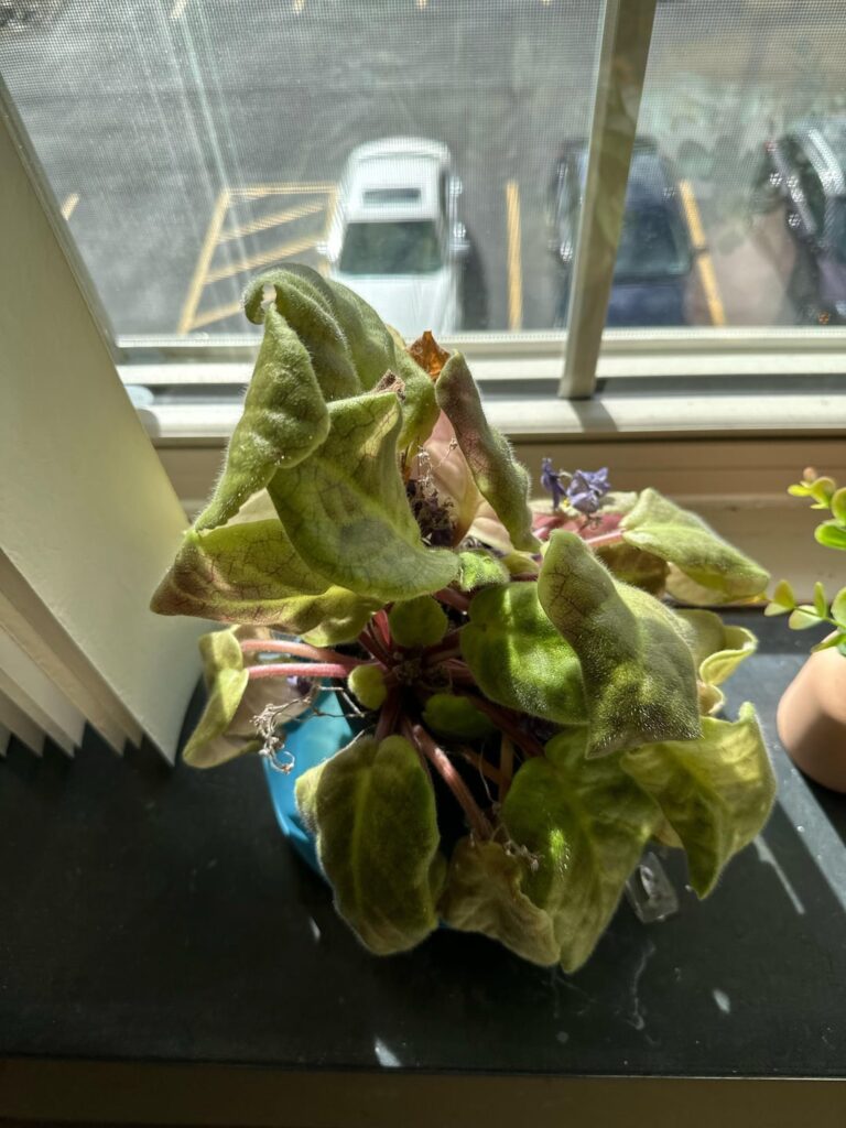 What’s wrong with my plant?! What's wrong with my plant?!