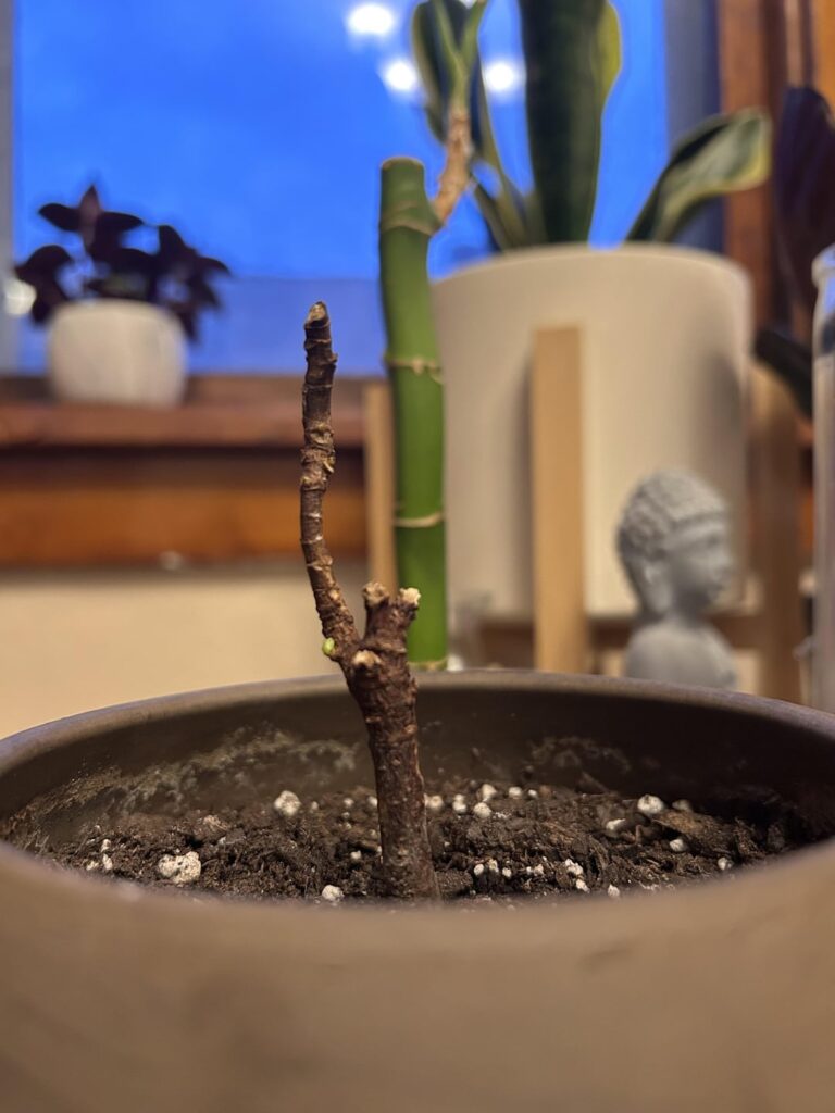 My fiddle leaf fig tree I thought was dead surprised me today!