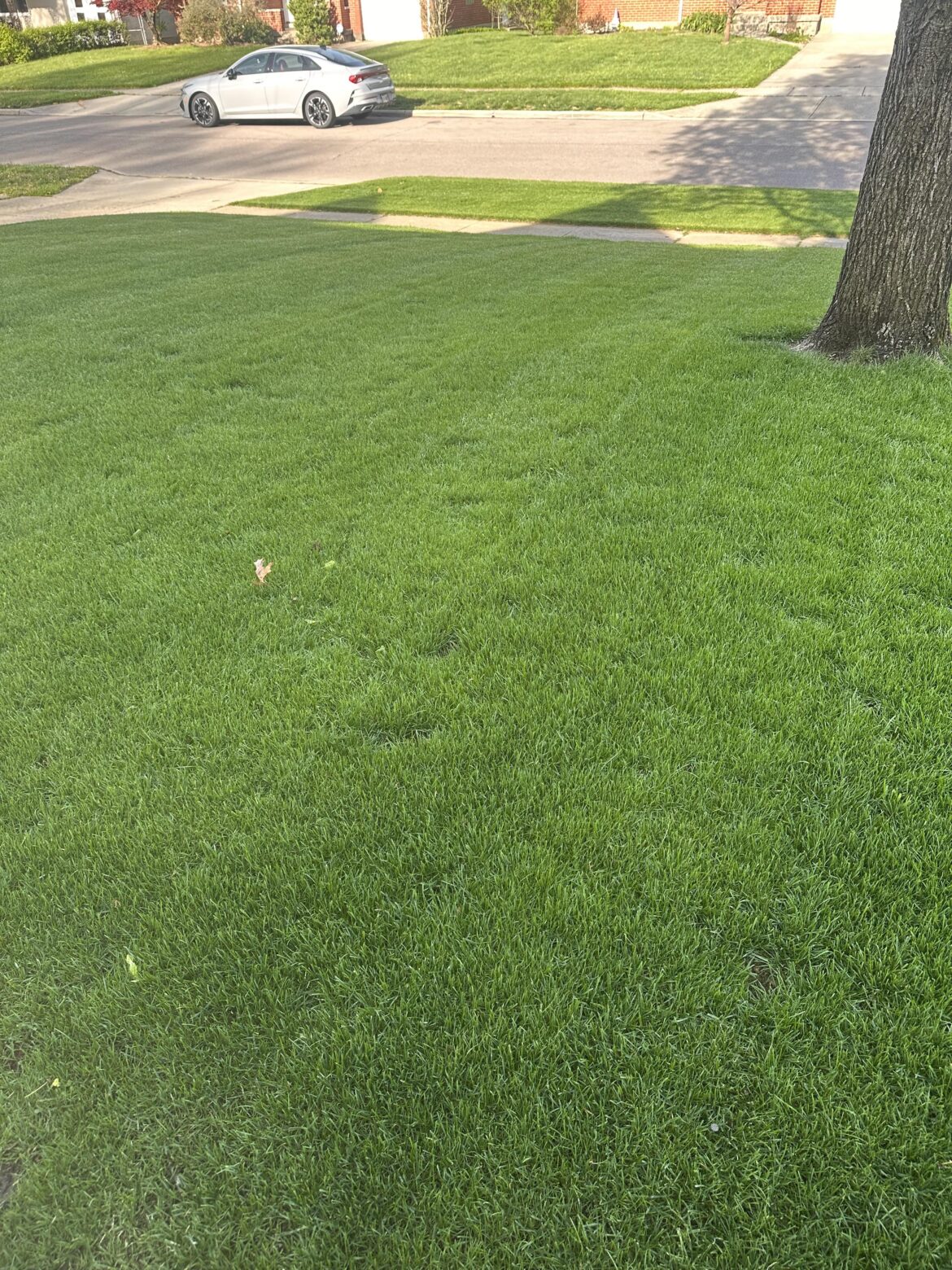 Lawn woke up beautifully.