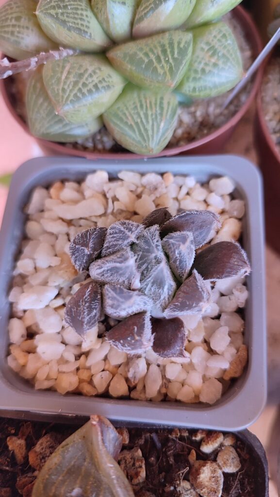 Please, help with the id!