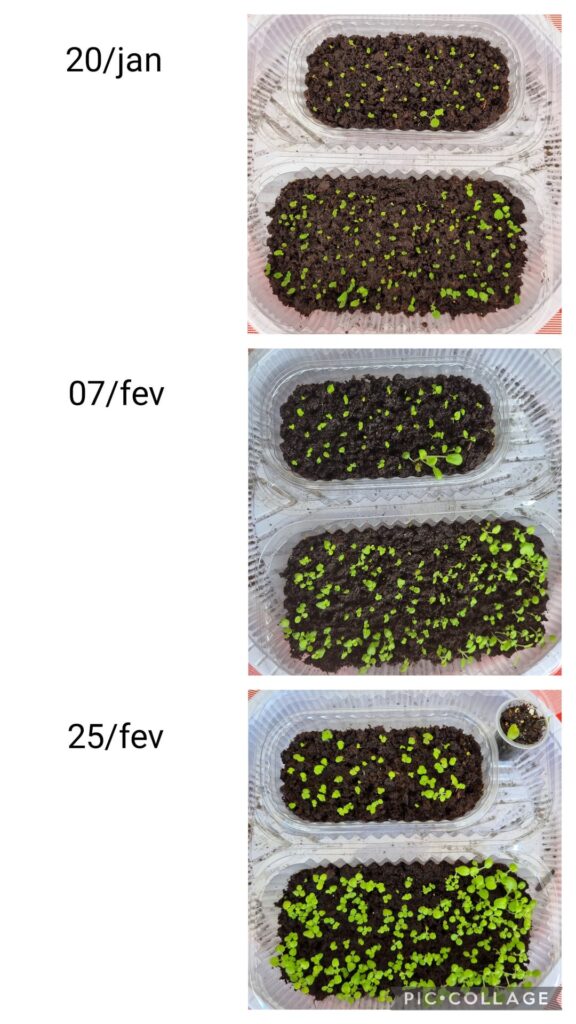 Seedlings update (6 months) Seedlings update (6 months)