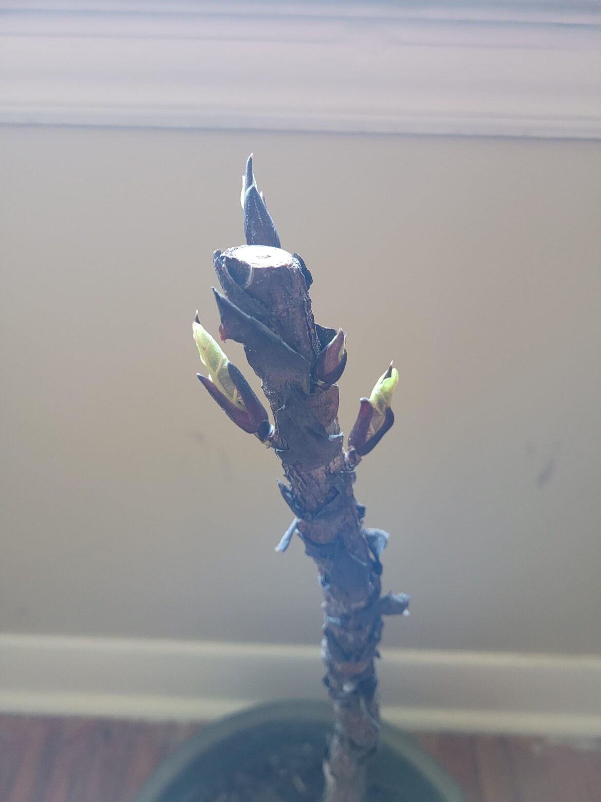 It lives! Fertilizer tips?