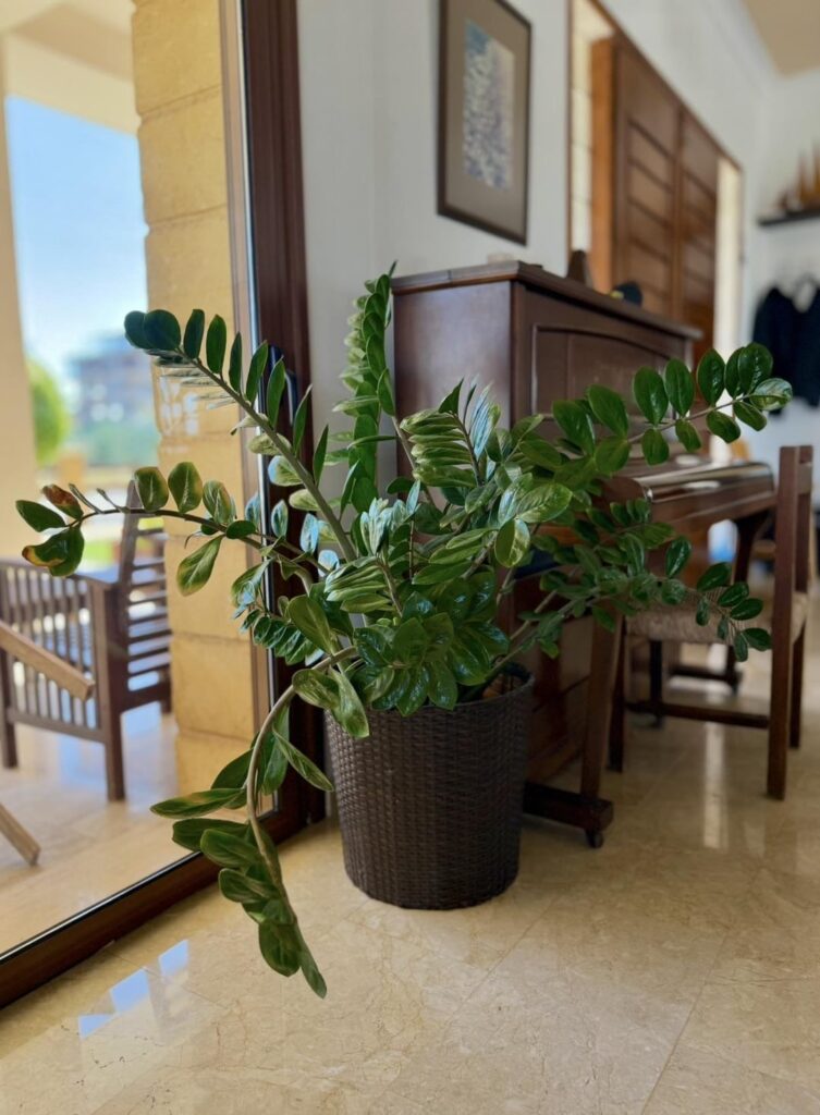 Giant Zamioculcas Zamiifolia