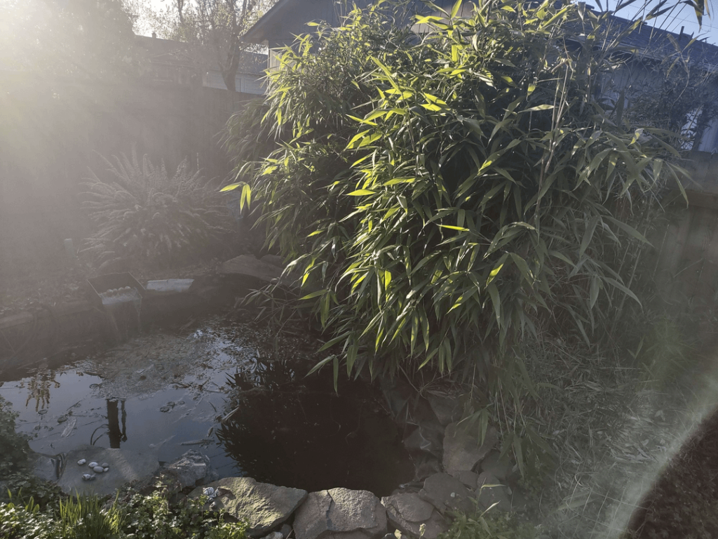 Rip and tear, until it is done. My battle against the bamboo begins.