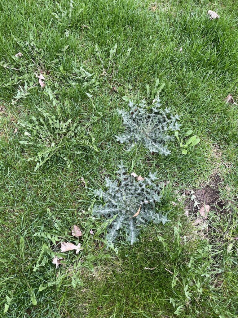 Best way to treat these types of weeds all over my lawn