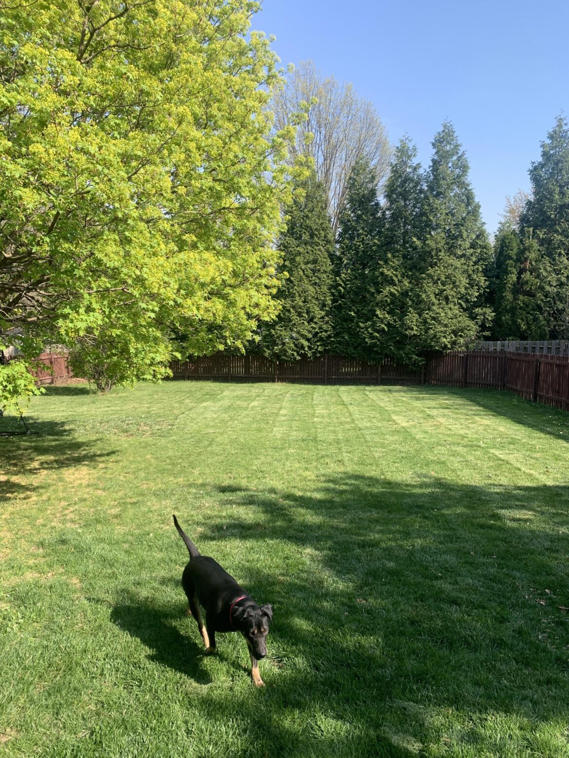 First house. First lawn. Dog approved