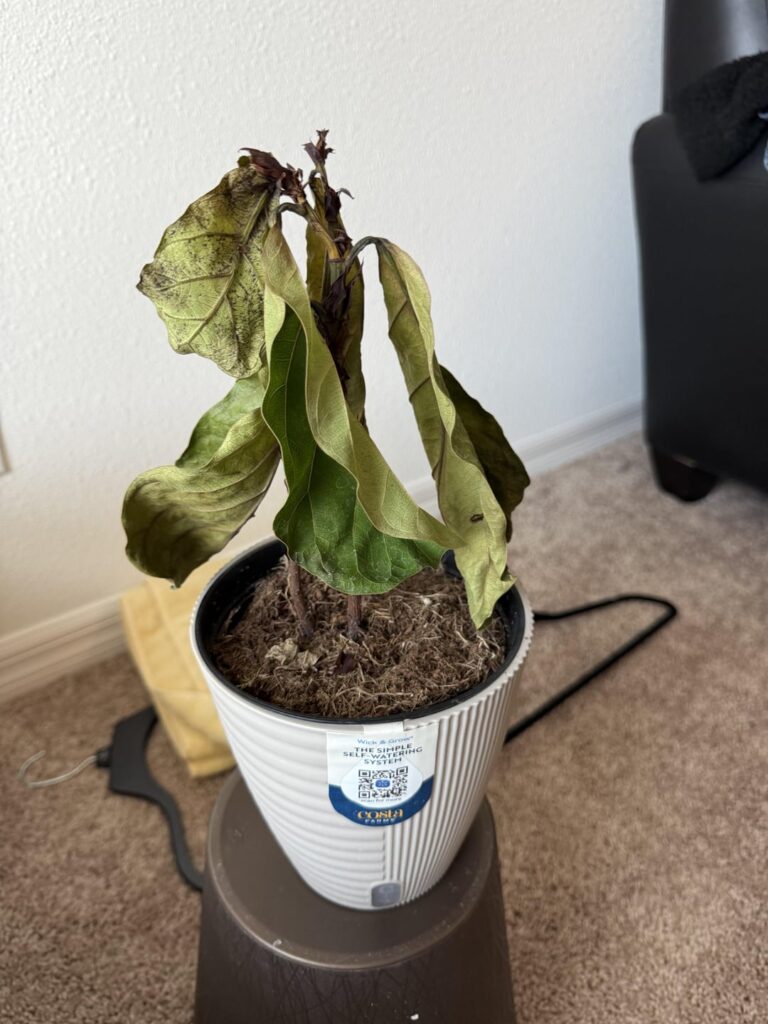 New plant mom here, and I need help. New plant mom here, and I need help.