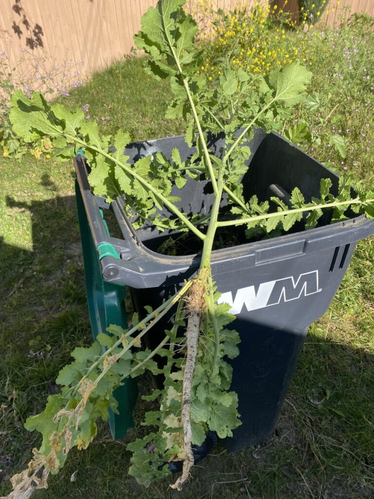 Is Scotts MAX Weed and Feed Any Good? Is Scotts MAX Weed and Feed Any Good?