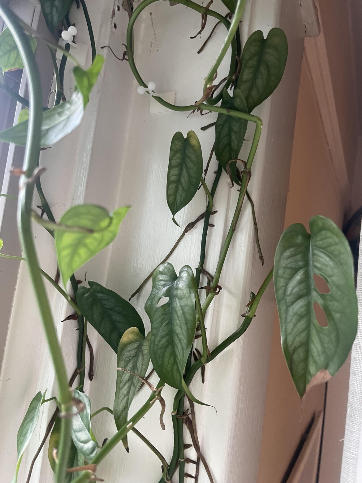 ID please? Very fast grower