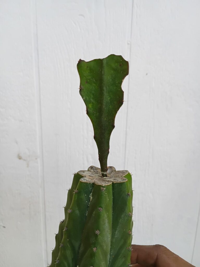 Experiment (Success?) Experiment (Success?)