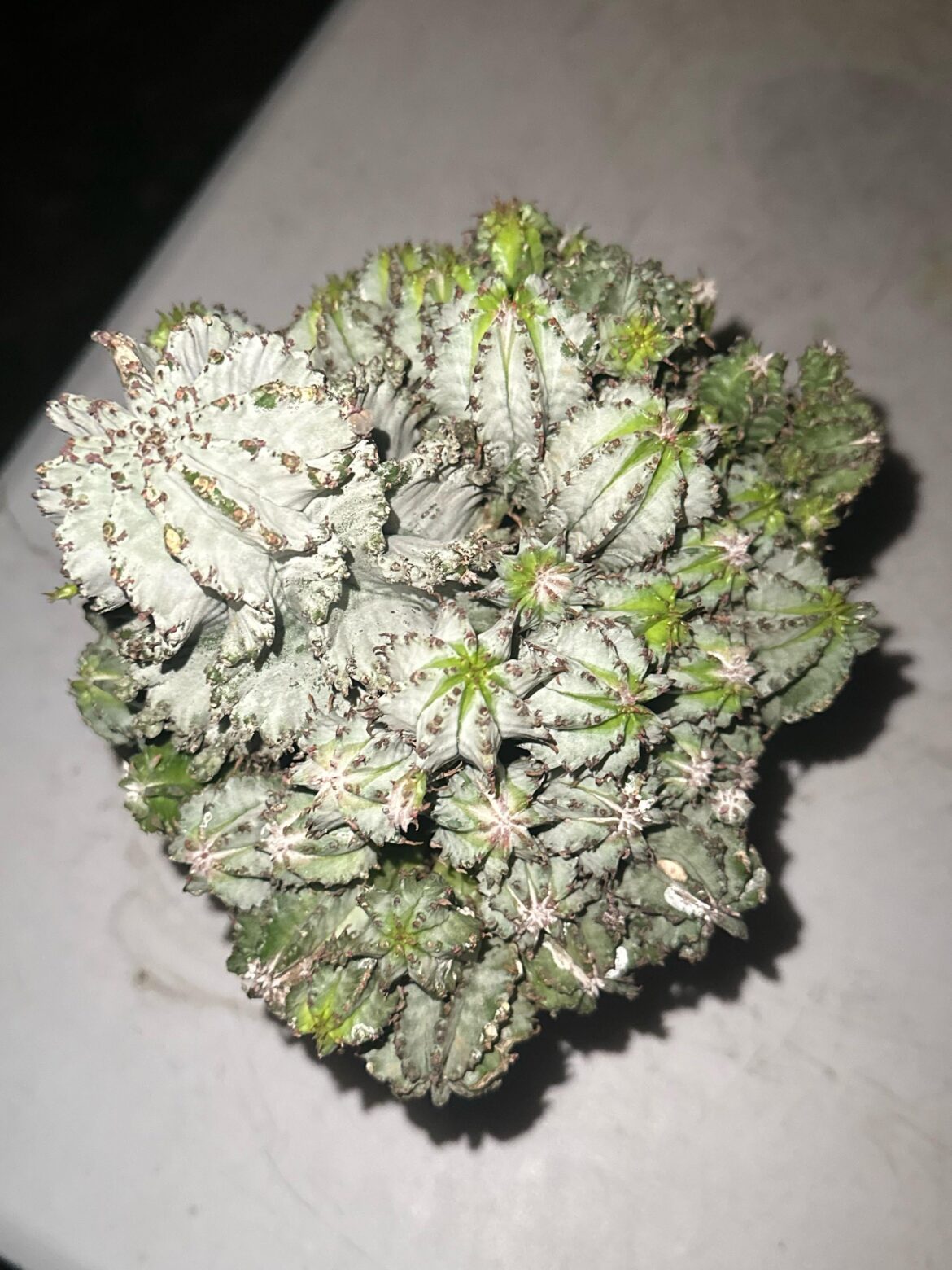 is it safe to spray a euphorbia polygona plant with hydrogen peroxide??