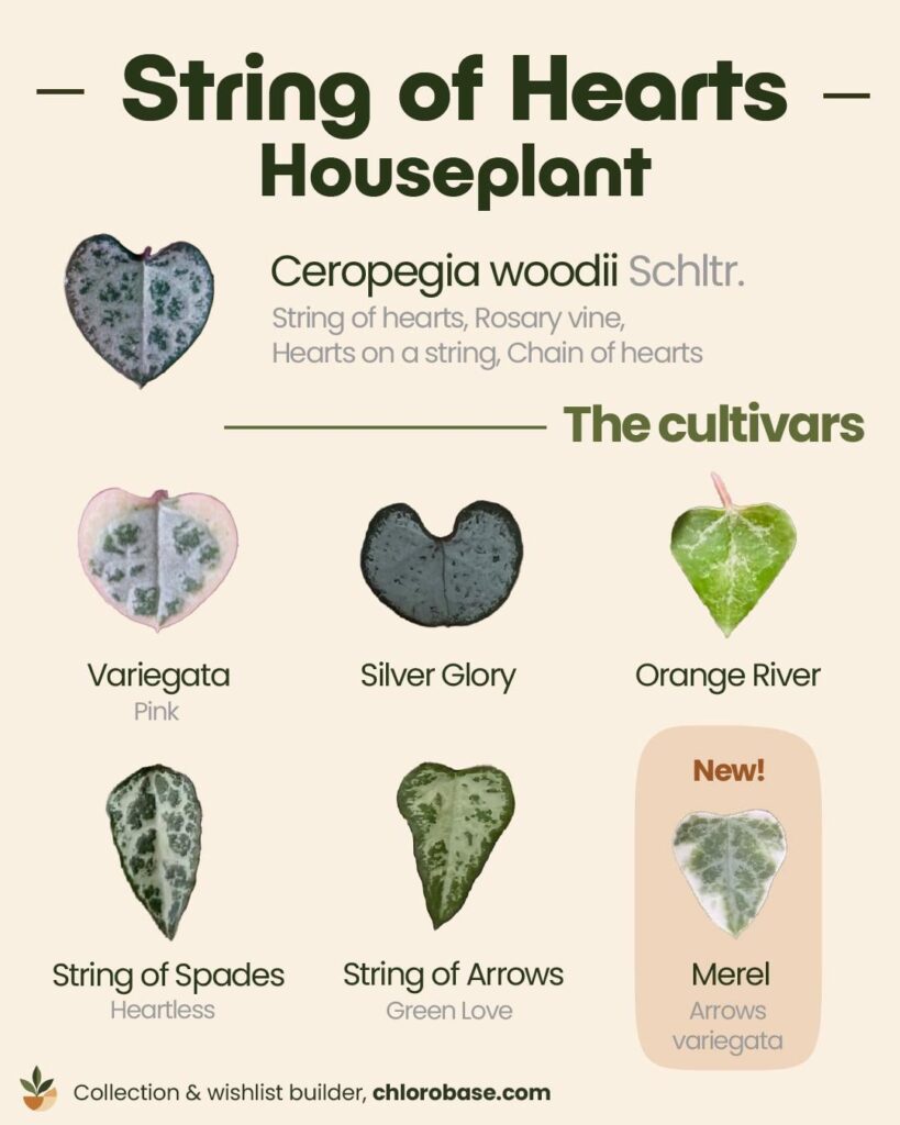 Did this small chart for String of Hearts varieties (woodii specie only) Did this small chart for String of Hearts varieties (woodii specie only)
