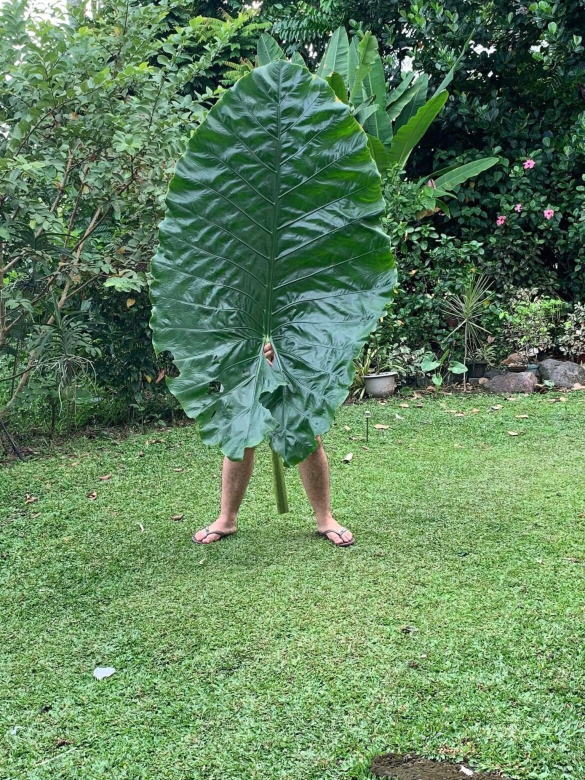 Giant Alocasia leaf. Hate to cut some down but it’s for space issues