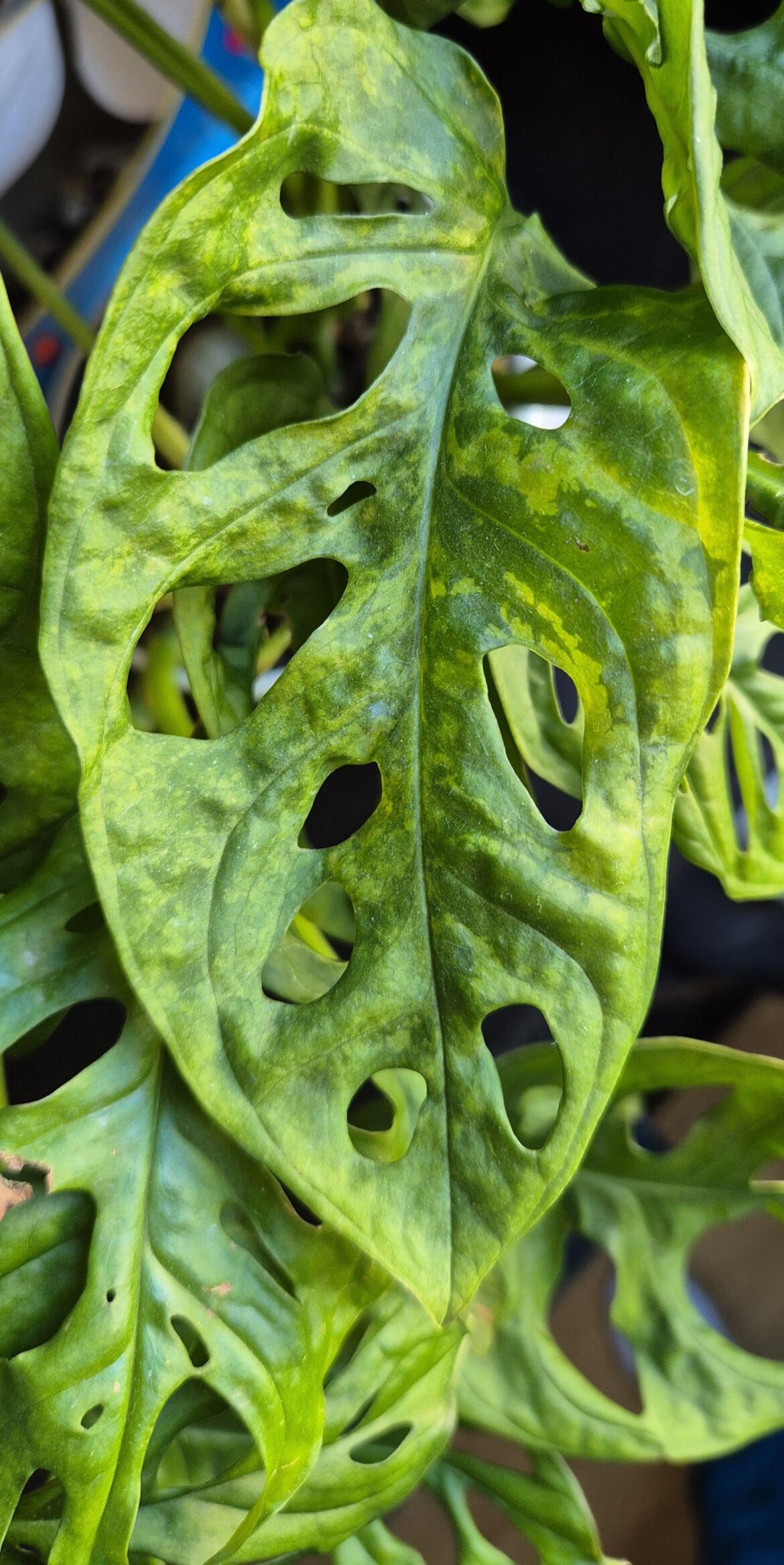Help identifying the tobacco mosaic virus Help identifying the tobacco mosaic virus