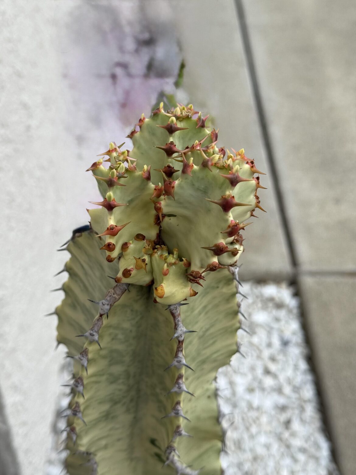 Looks like it going to be a messy split…