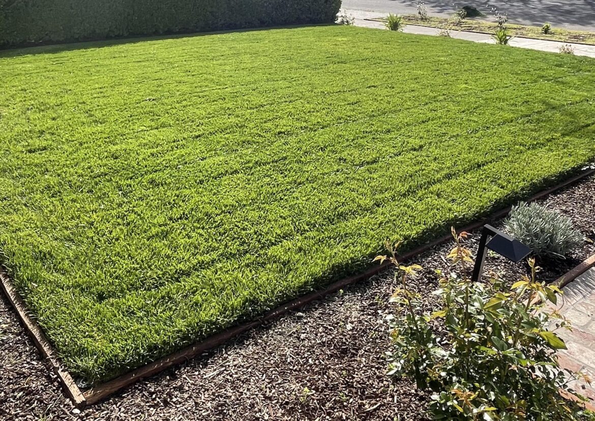 My lawn looked like fluffy cake after mowing today