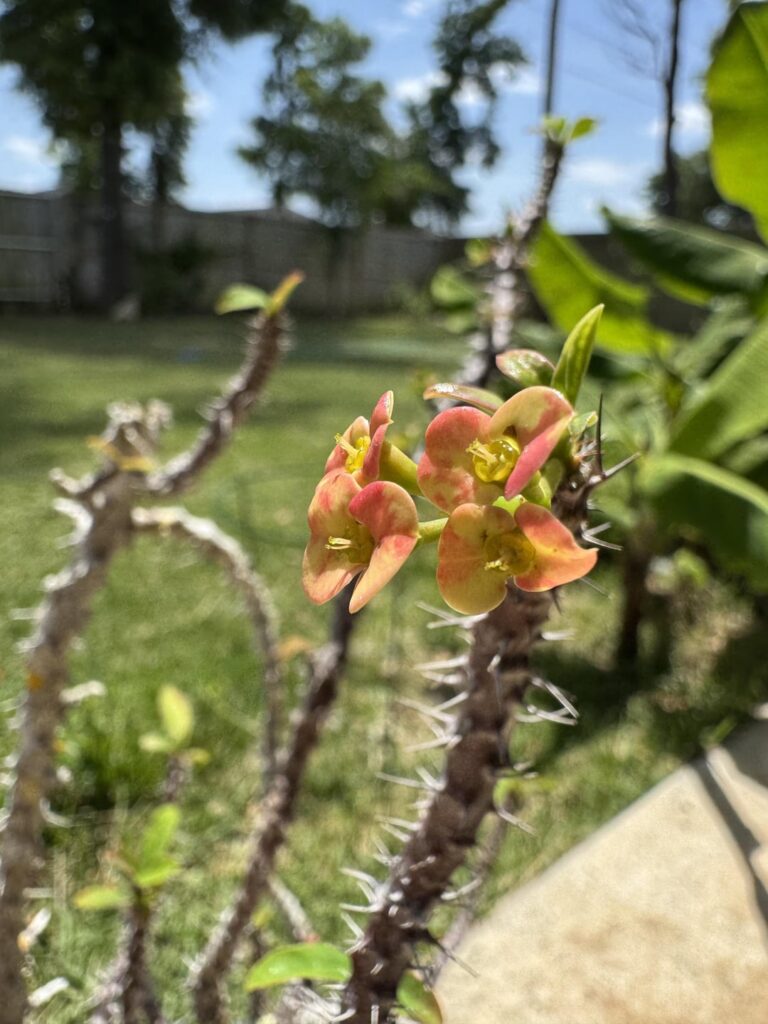 Spring blooms (can’t remember the species)