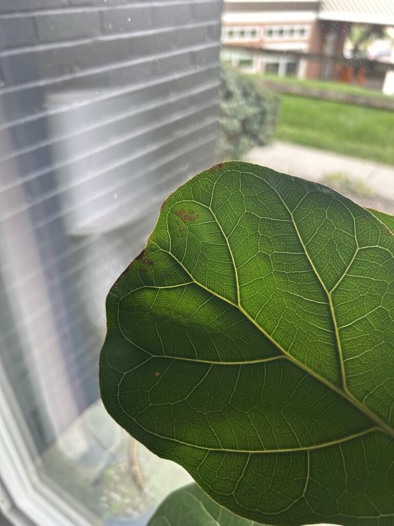 Spots on leaves - Pests?