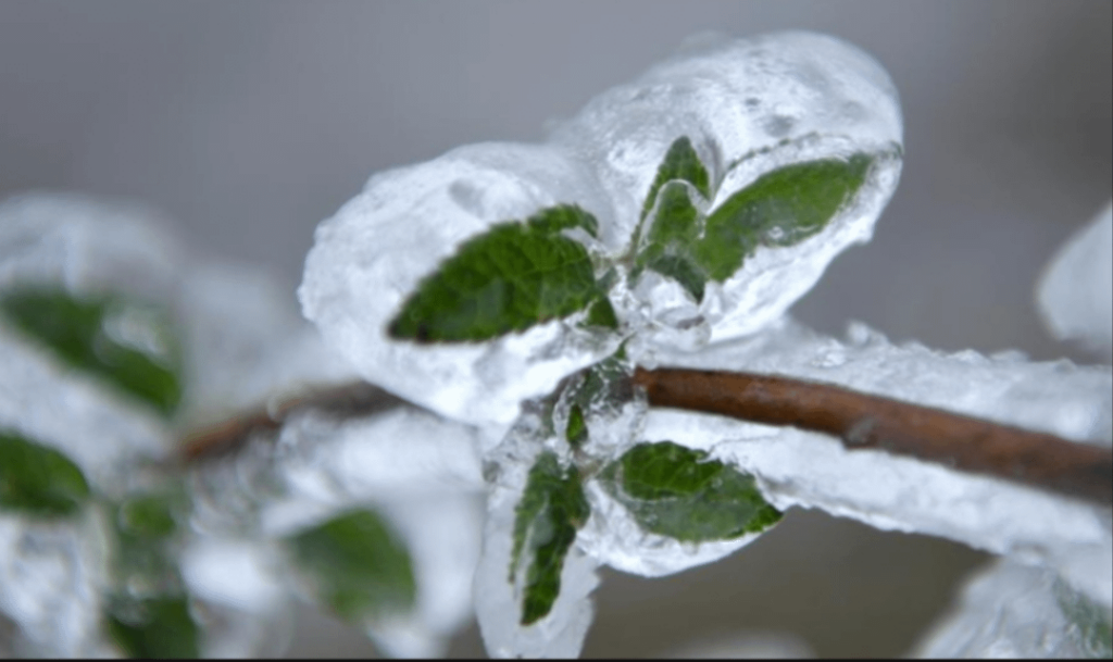 URGENT: I think my Siberian house mate froze my house plant. URGENT: I think my Siberian house mate froze my house plant.