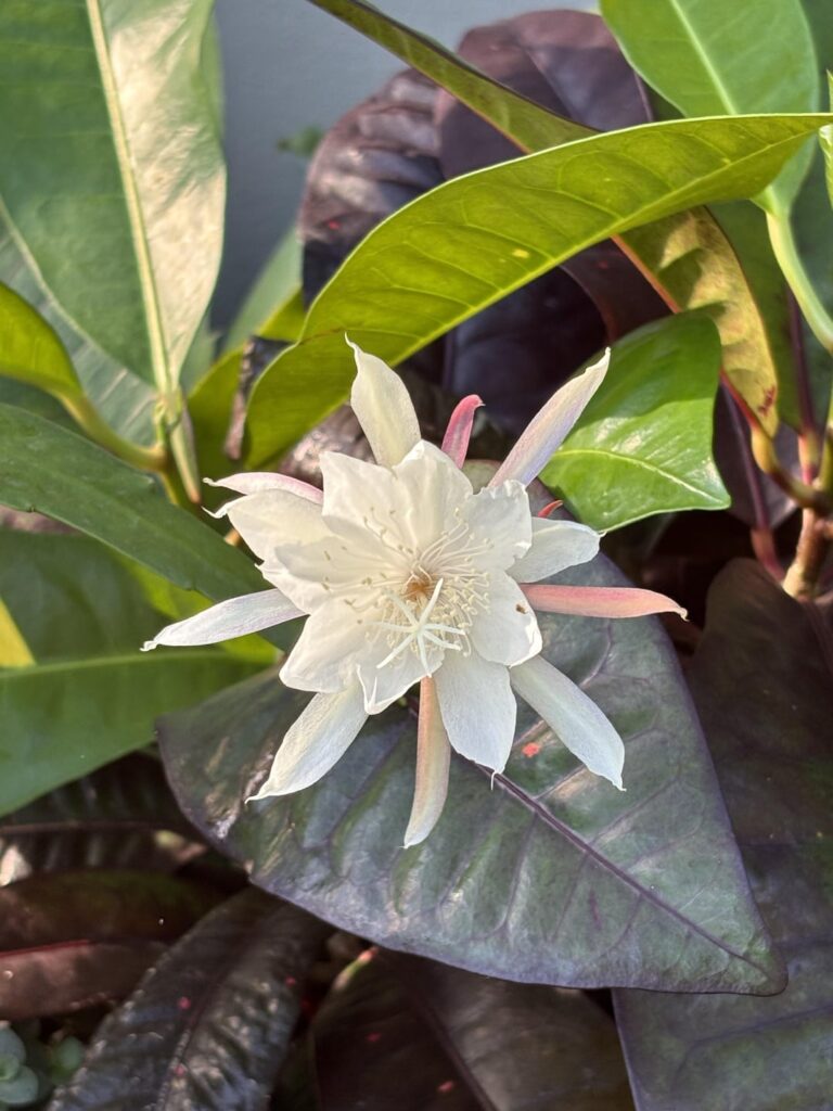 Apparently there is a plant called “Lady of the day” because it flowers only at daytime.