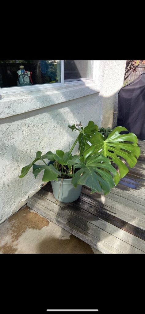 I had to move states to finish my bachelors so I left a few plants at mom’s house. My 97 year old grandpa waters them now, this monstera included.