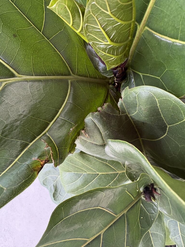 Mysterious pest