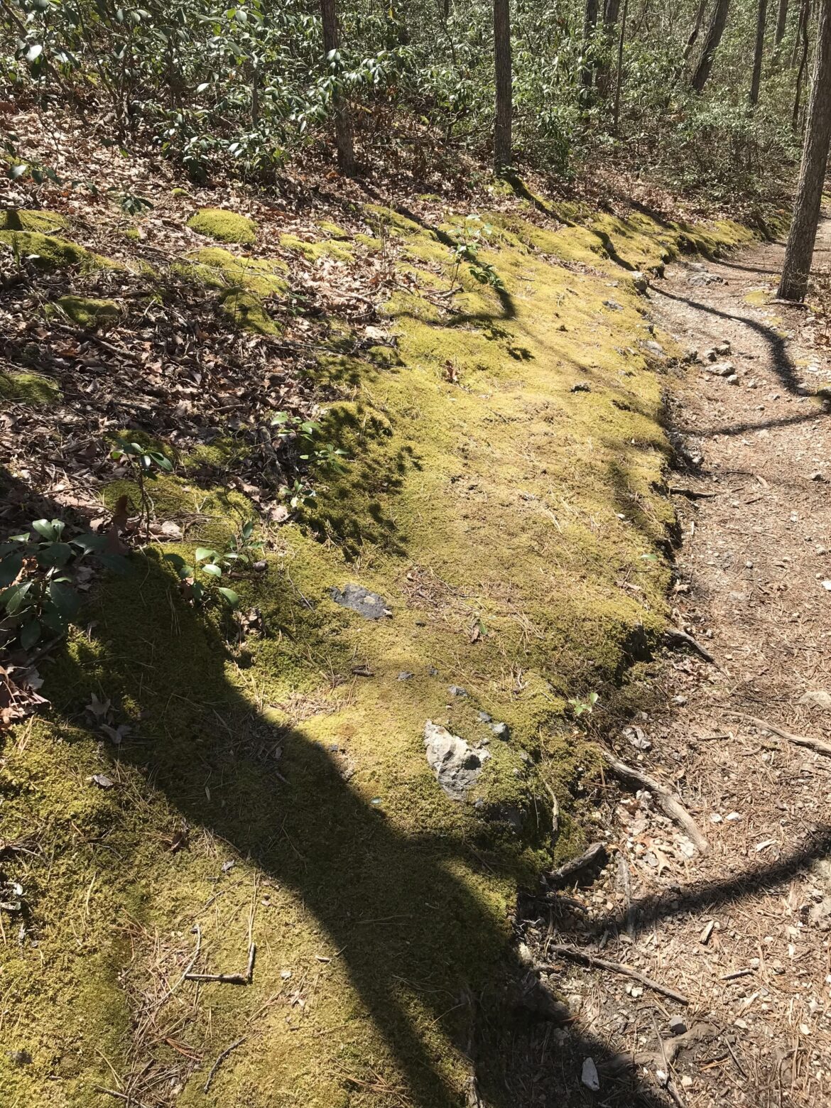 Why does moss grow along the sides of trails like this?
