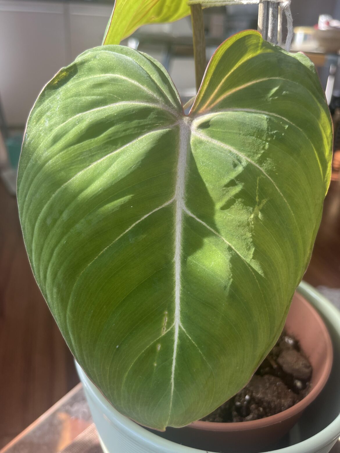 Leaf damage