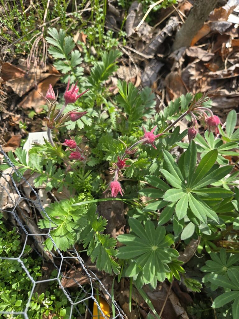 Prairie smoke flower first blooms!