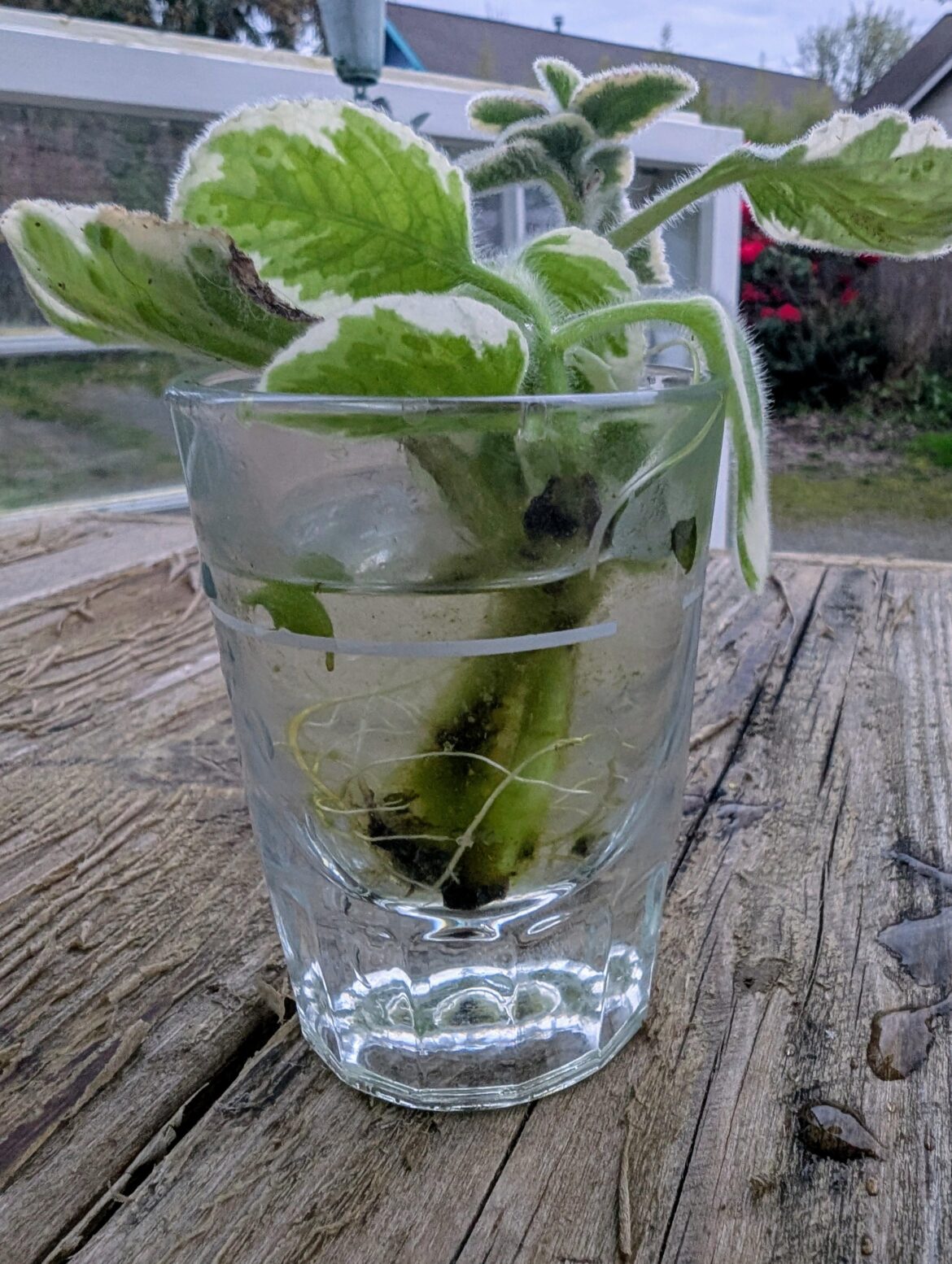 Help propagating a Cuban Oregano start?
