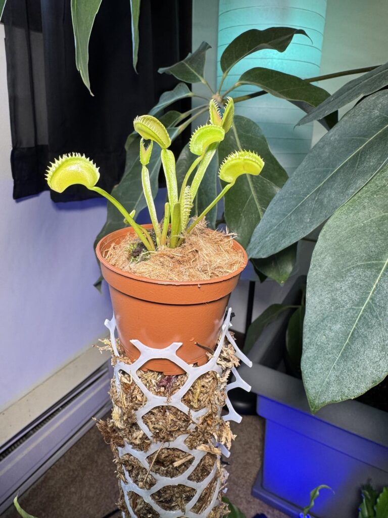 What do you do with your carnivorous houseplants? I top my moss poles with them. :)